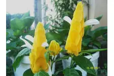 Karides Çiçeği Özellikleri ve Faydaları Nelerdir?