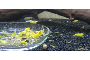 Sarı Karides Türleri ve Özellikleri